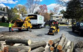 How Our Tree Care Process Works  in  White Plains, NY
