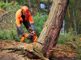Best Grass Overseeding  in White Plains, NY