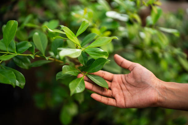 Best Tree Mulching  in White Plains, NY