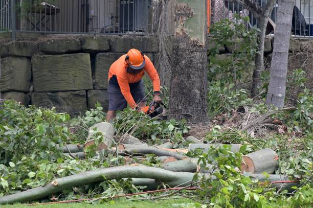 Trusted White Plains, NY Tree Services Experts